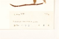 一枝黃花藏品圖，第3張