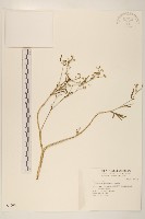 銀膠菊藏品圖，第1張