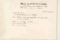 銀膠菊藏品圖，第2張