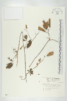 穿山龍藏品圖，第1張