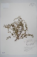 細纍子草藏品圖，第1張