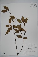 臺灣糊樗藏品圖，第1張