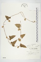 吊鐘藤藏品圖，第1張