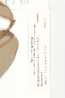 毛柿藏品圖，第3張