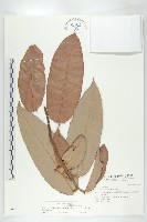 毛柿藏品圖，第4張