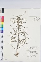 葉下珠、珠仔草藏品圖，第1張