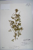 向天黃藏品圖，第1張