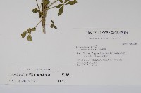 向天黃藏品圖，第2張