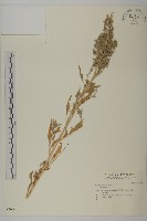 登錄號:S046088藏品圖，第1張