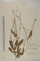 纓絨花藏品圖，第1張