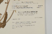 纓絨花藏品圖，第2張