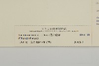 裸花鹼蓬藏品圖，第3張