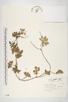 九爪藤藏品圖，第1張