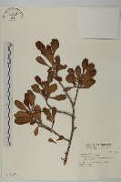 欖李藏品圖，第1張