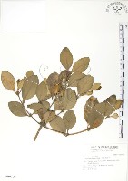 海茄苳藏品圖，第1張