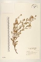 鯽魚膽、闊苞菊藏品圖，第1張