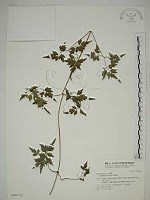 串鼻龍藏品圖，第1張