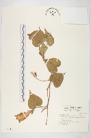 銳葉牽牛藏品圖，第1張