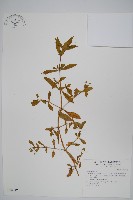 蓮子草藏品圖，第1張