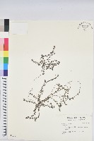 登錄號:S046121藏品圖，第1張