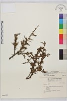 變葉鼠李藏品圖，第1張