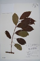 硬齒獼猴桃藏品圖，第1張