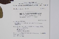 硬齒獼猴桃藏品圖，第2張