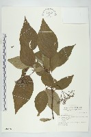 梜木藏品圖，第1張