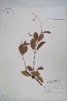 酸藤藏品圖，第1張