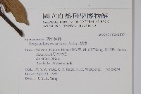 酸藤藏品圖，第2張