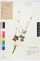 草玉梅藏品圖，第1張