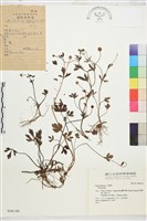 登錄號:S046140藏品圖，第1張