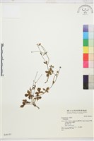 登錄號:S046141藏品圖，第1張