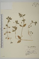 登錄號:S046144藏品圖，第1張