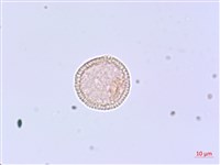 芫花藏品圖，第1張