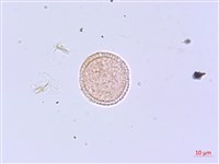 芫花藏品圖，第2張