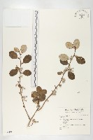 登錄號:S046148藏品圖，第1張