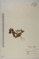 登錄號:S046153藏品圖，第1張