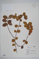 登錄號:S046162藏品圖，第1張