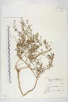 登錄號:S046163藏品圖，第1張