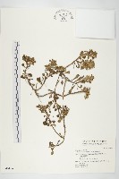 台灣佛甲草、石板菜藏品圖，第1張
