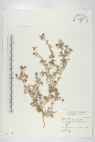 臭濱芥、臭薺藏品圖，第1張