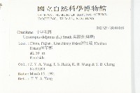 臭濱芥、臭薺藏品圖，第2張