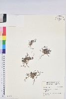 登錄號:S046173藏品圖，第1張