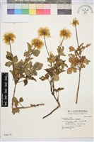 金毛鐵線蓮藏品圖，第1張