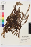 雲南升麻藏品圖，第1張