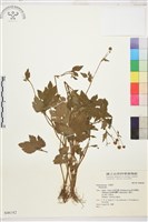 登錄號:S046182藏品圖，第1張