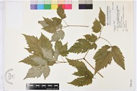 登錄號:S046183藏品圖，第1張