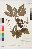 小白頭翁、野棉花藏品圖，第1張