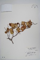 登錄號:S046216藏品圖，第1張